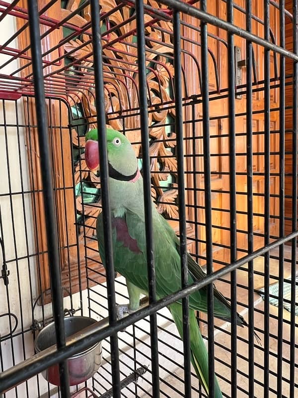 raw parrot pair 4