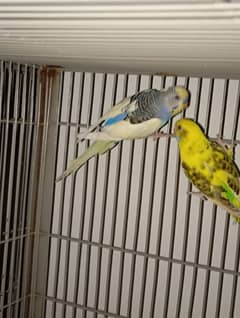 budgie