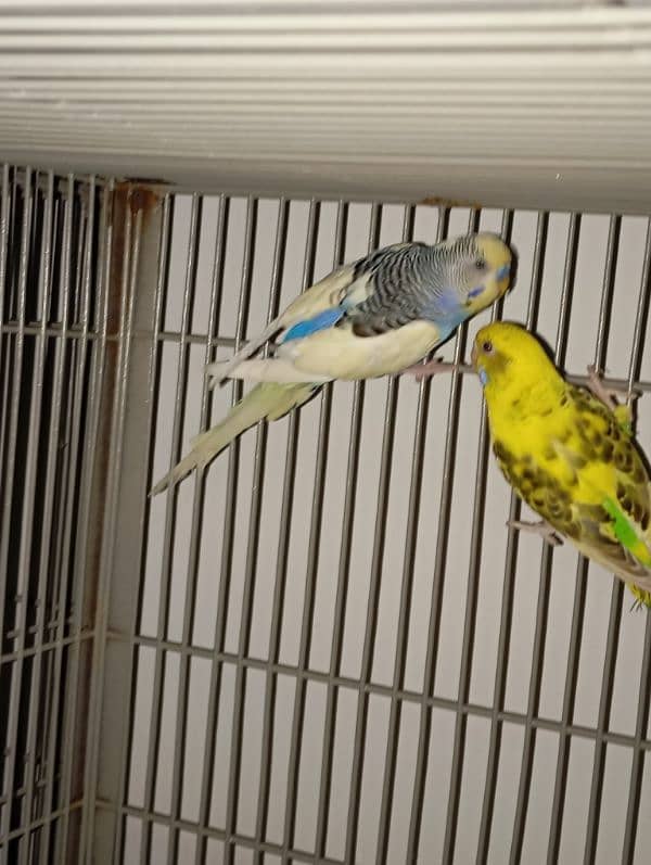 budgie breeding pair 0