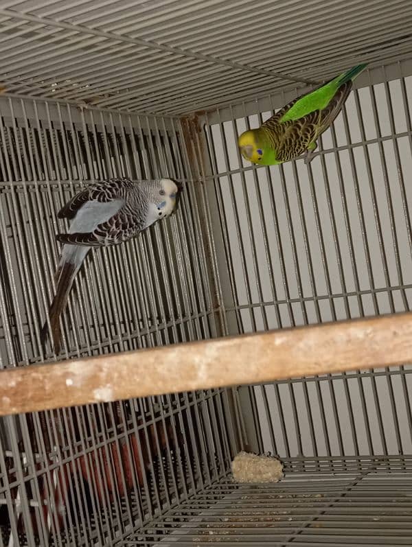 budgie breeding pair 1