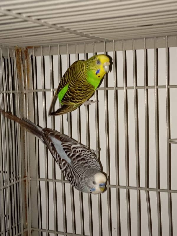 budgie breeding pair 2