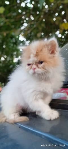 high quality kitten|Punch face Kittens|persian cat|cute|tripple|fluffy