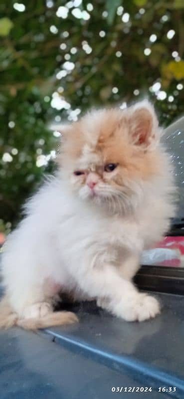 high quality kitten Punch face Kittens Long Coated fluffy 03274134417 0