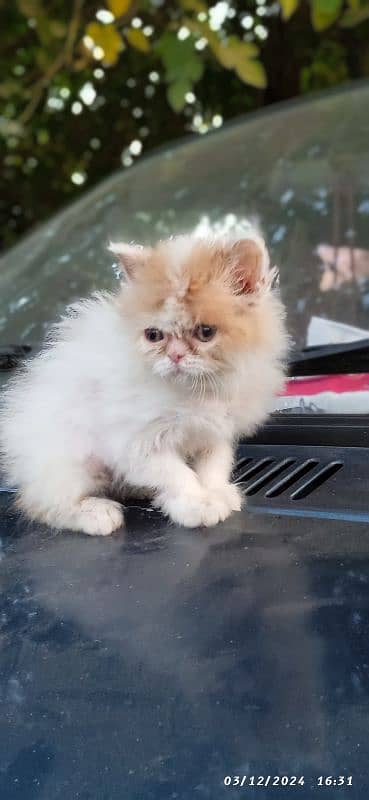 high quality kitten Punch face Kittens Long Coated fluffy 03274134417 1