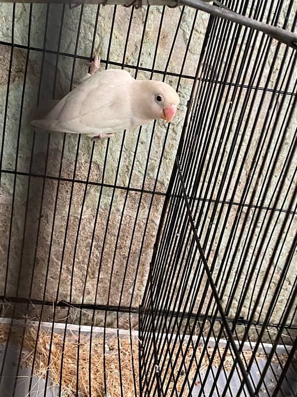 Albino split red eye 2 males available with DNA 1