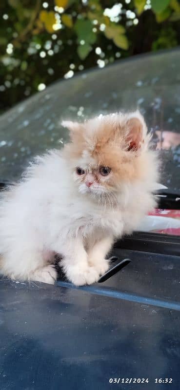 high quality kitten pure Punch face Kitten urgent for sale 03274134417 0