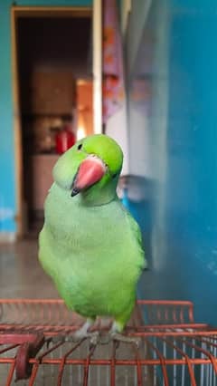 green ring neck for sale