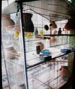 Australian Parrots beautiful birds with Cage for sale