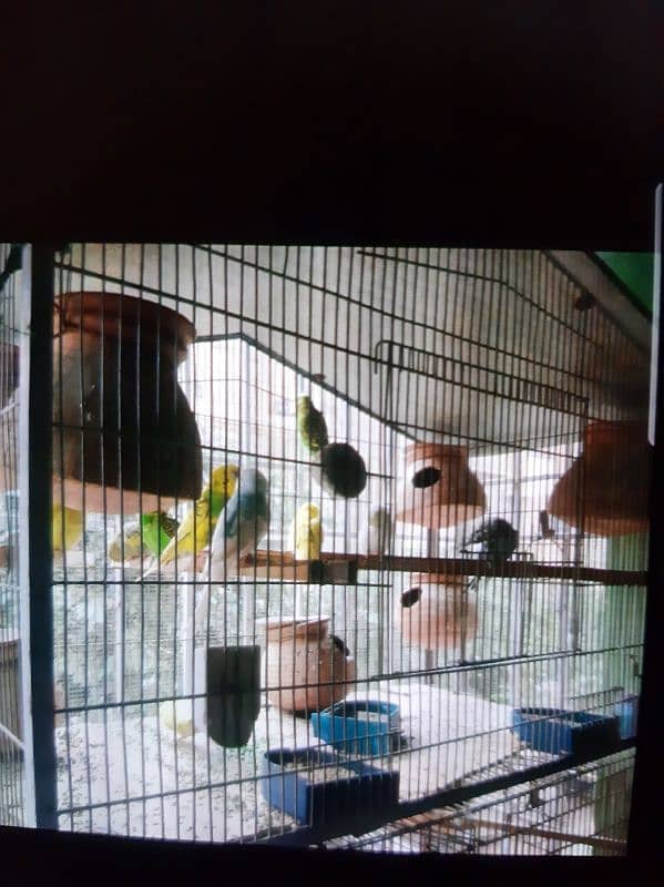 Australian Parrots beautiful birds with Cage for sale 1