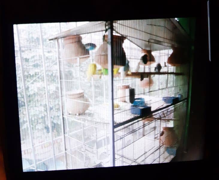 Australian Parrots beautiful birds with Cage for sale 2