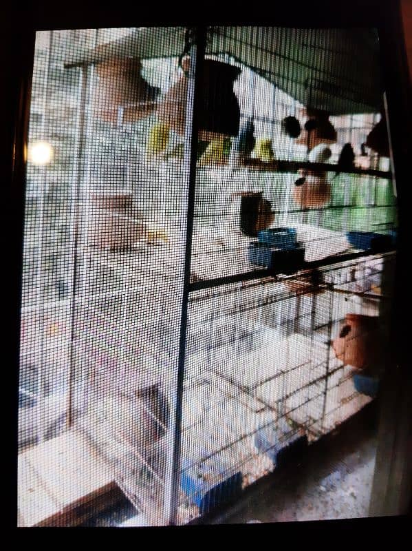 Australian Parrots beautiful birds with Cage for sale 3