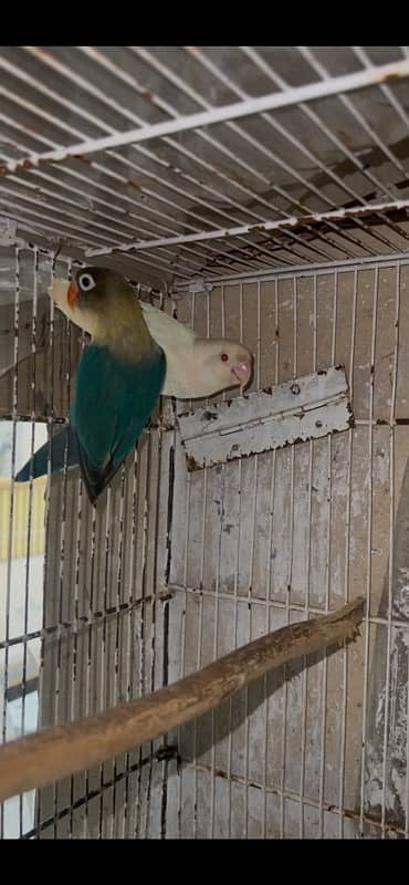 lutino personata voilet Albino red eye parblu ino love birds lovebirds 0