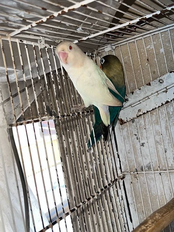 lutino personata voilet Albino red eye parblu ino love birds lovebirds 3