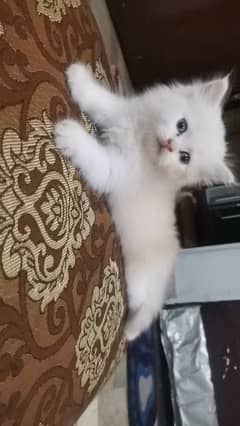 Persian kitten for urgent salemy WhatsApp number 03473694899