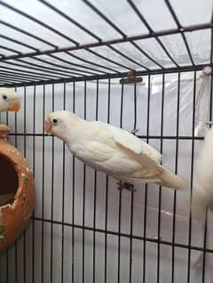 love birds albino black eyes split chicks