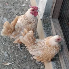 Golden sebright breeder pair