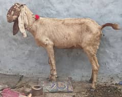 desi path age 4dant for sale khali ha cross ni karwai