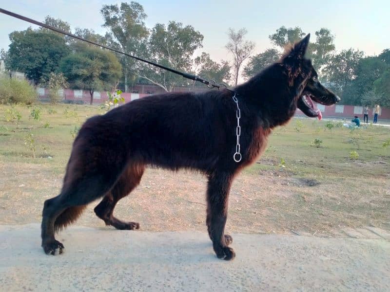 german shepherd long coat female only whatapp ya call03200183972 0