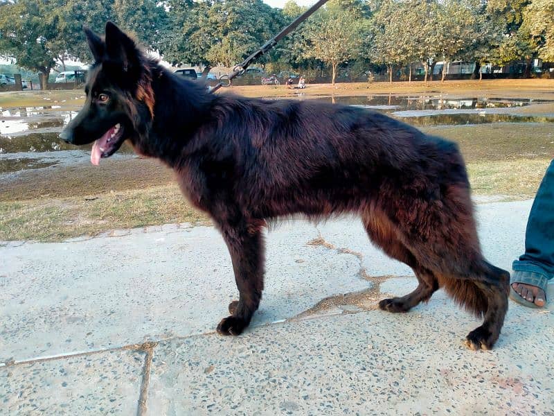 german shepherd long coat female only whatapp ya call03200183972 1