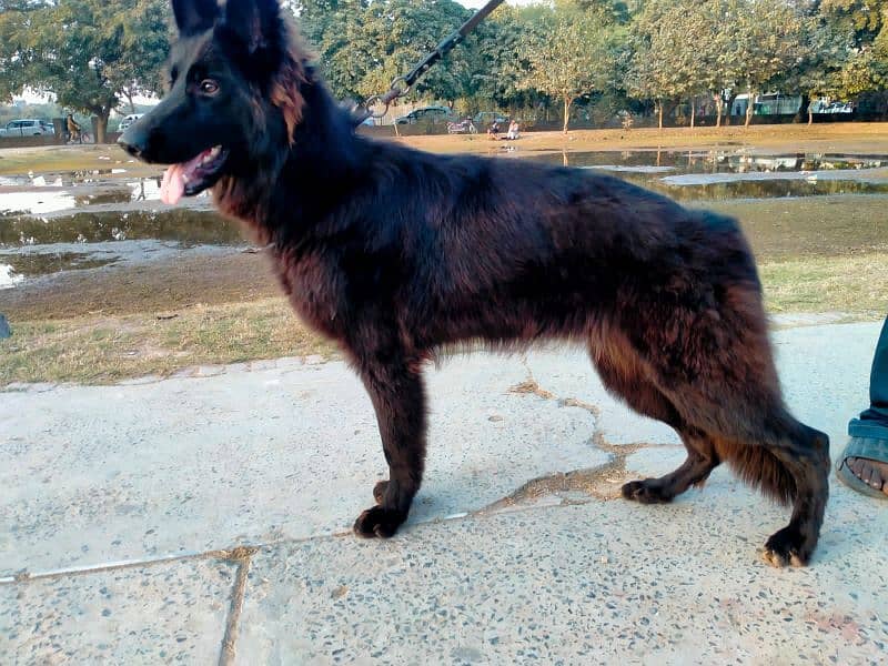 german shepherd long coat female only whatapp ya call03200183972 2