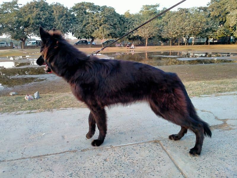 german shepherd long coat female only whatapp ya call03200183972 3