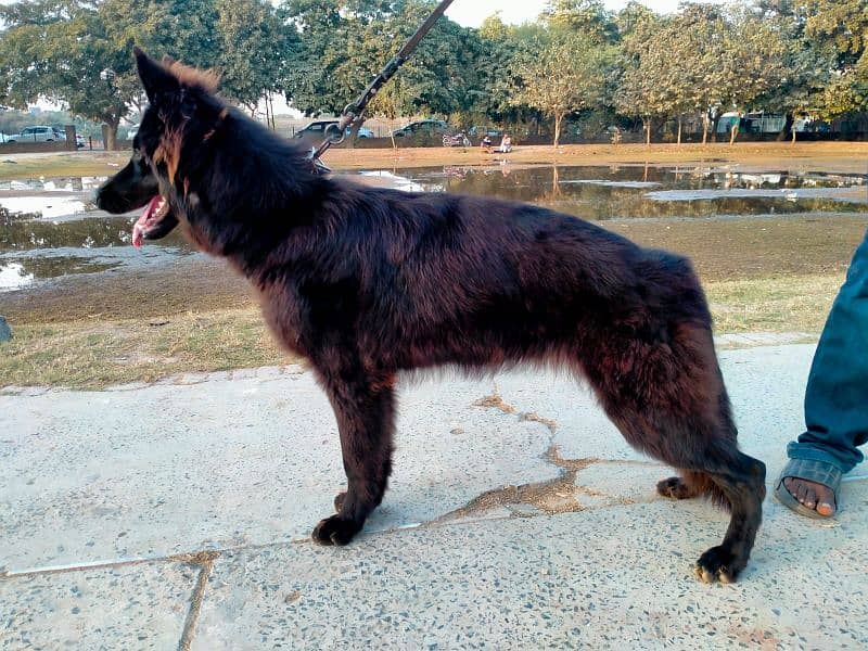 german shepherd long coat female only whatapp ya call03200183972 4