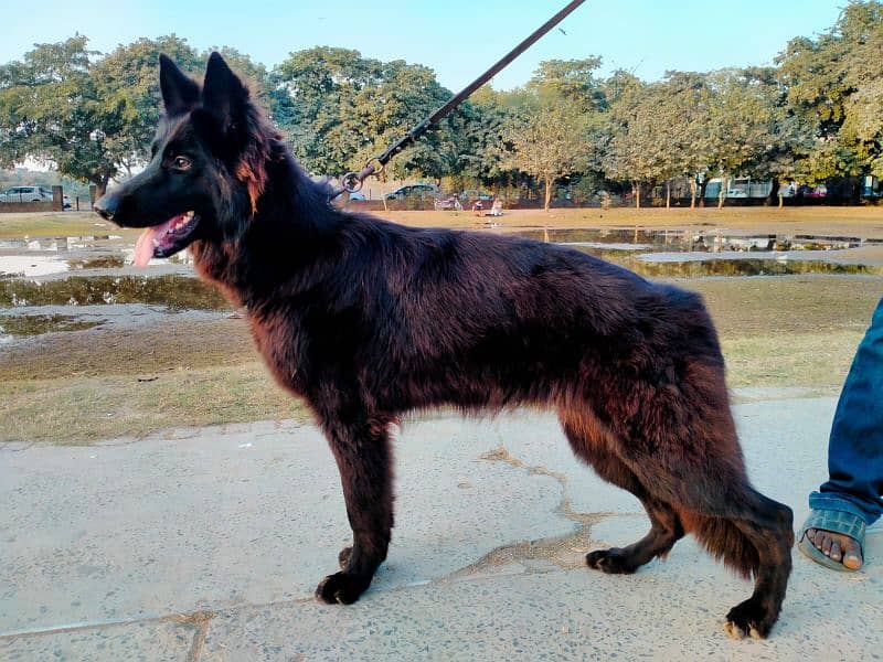 german shepherd long coat female only whatapp ya call03200183972 5