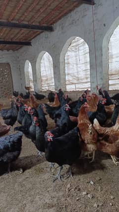 lohman brown | lohman black | egss laying hens | egss | brown eggs