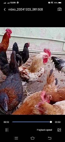 hens eggs laying available 03006364546 4