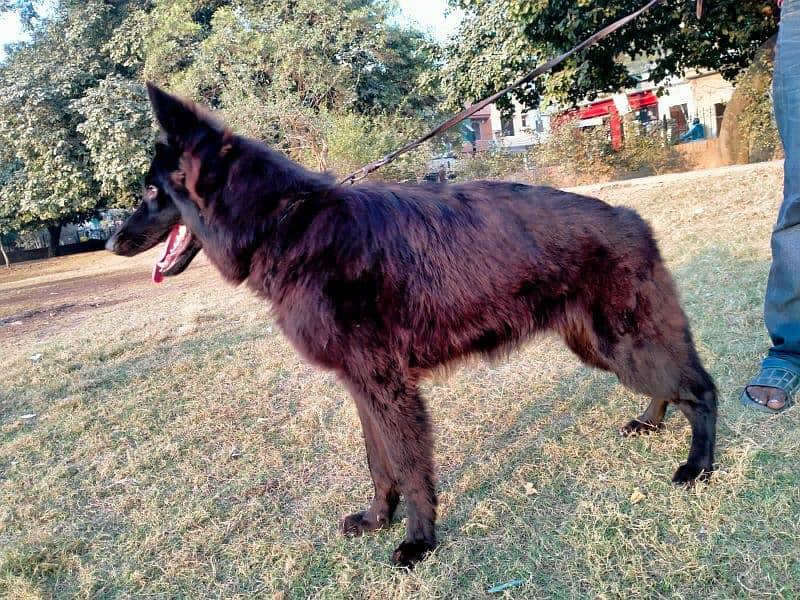 german shepherd long coat female only whatapp ya call03200183972 7