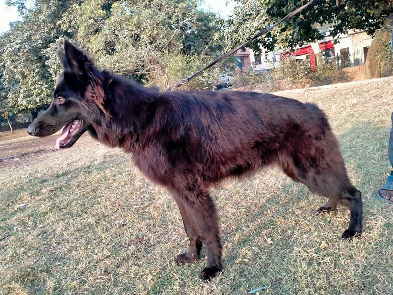 german shepherd long coat female only whatapp ya call03200183972 8