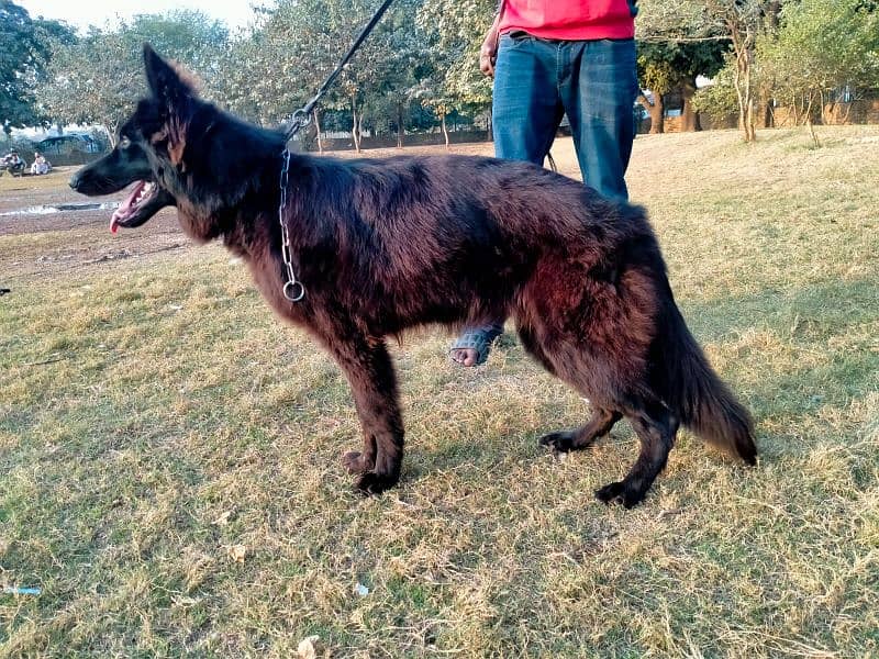 german shepherd long coat female only whatapp ya call03200183972 9