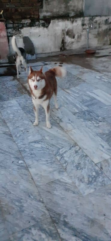 Siberian Husky Male 0