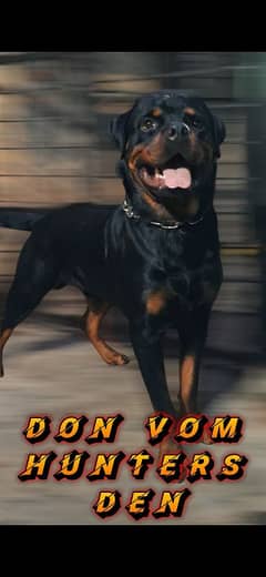 Rottweiler male available for [STUD] only