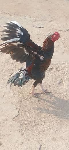 hen for sale 18month age