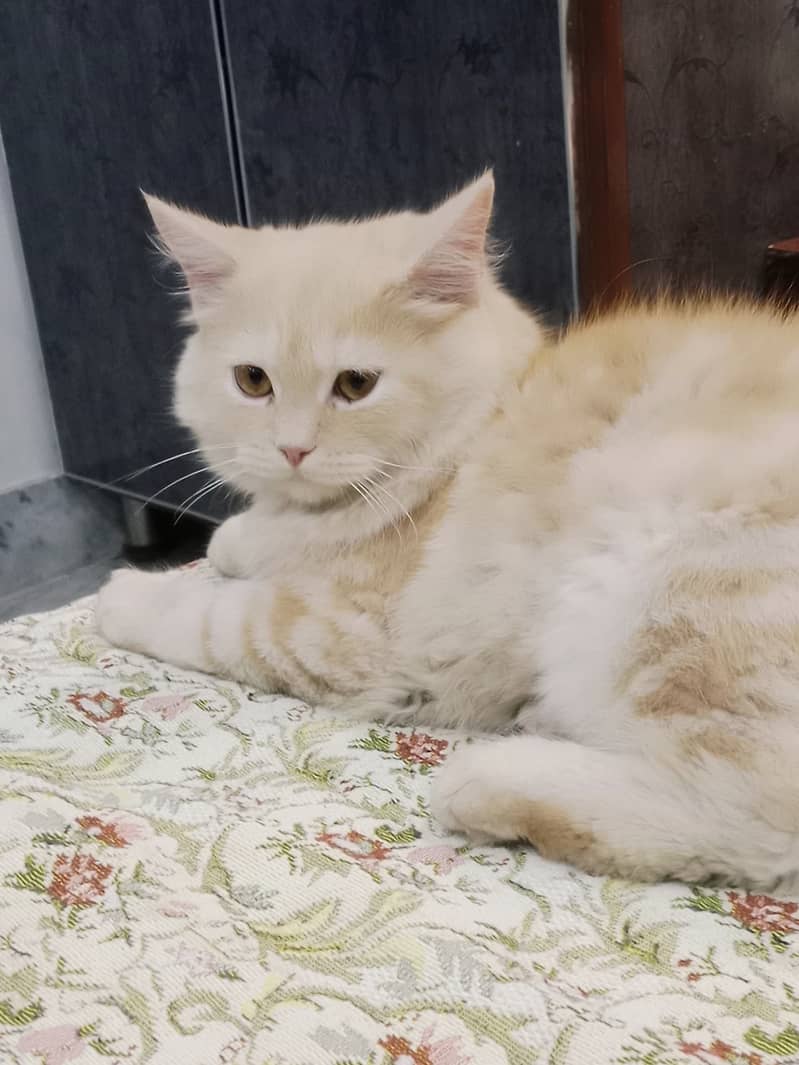 Adorable 6-Month-Old Friendly & Litter-Trained Kitten for Sale 2