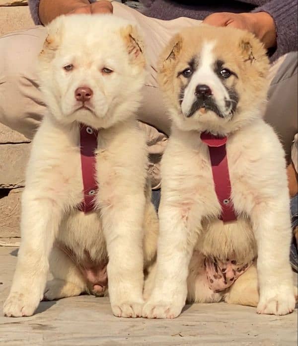 king alabai dabal hadi full security dogs for sale 0