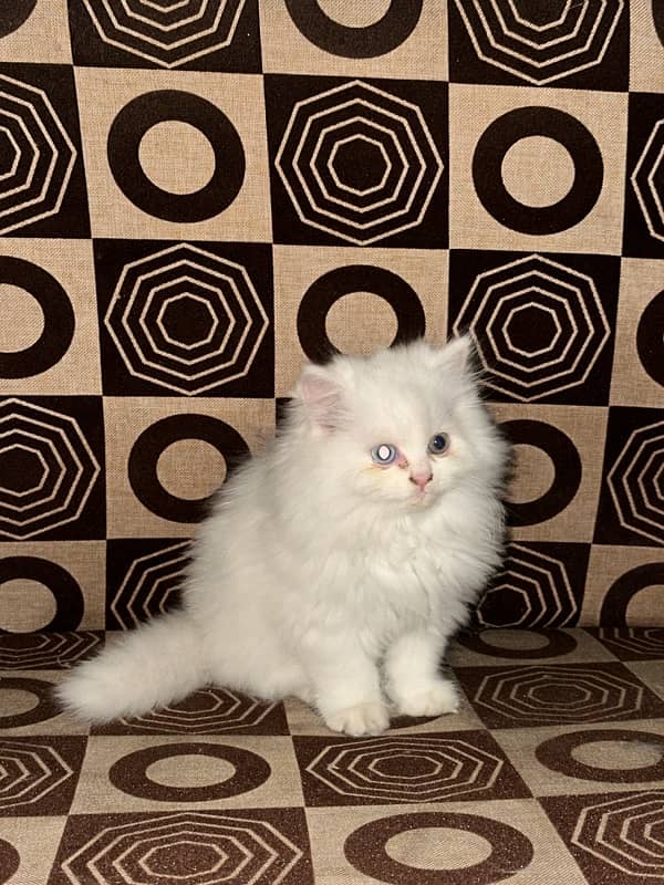 persian Kittens 0