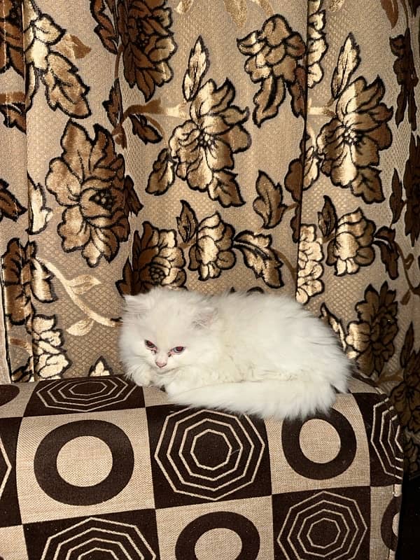 persian Kittens 4