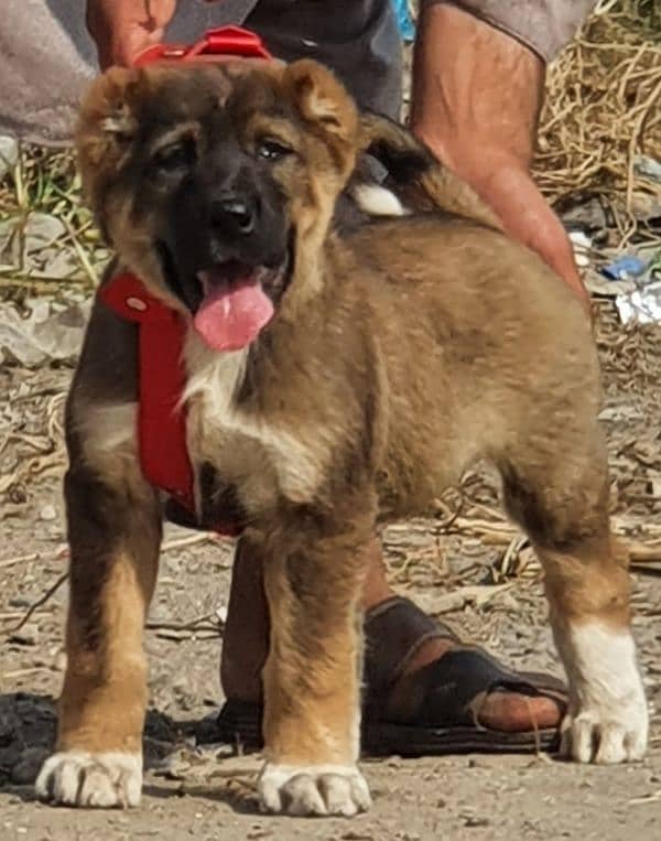 king kurdish kangal male dabal hadi full havey bone stature for sale 0