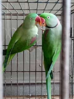 Raw parrots Breeder pair For Sale