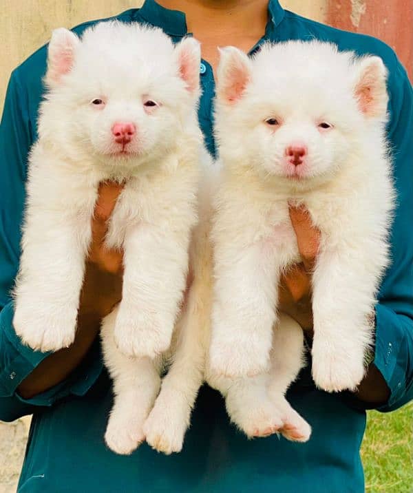 Russian pink nose zero size ful family dogs for sale long coat 0