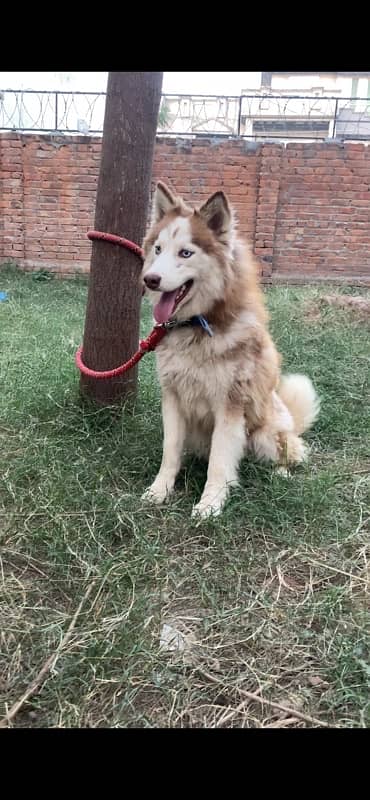 Siberian Husky Male Pup 1