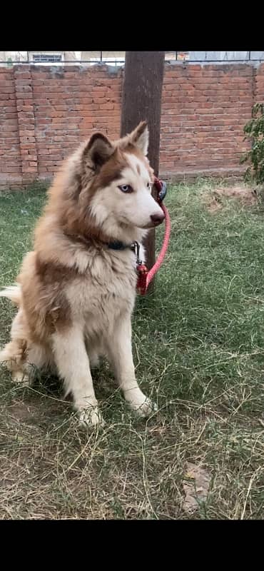 Siberian Husky Male Pup 2