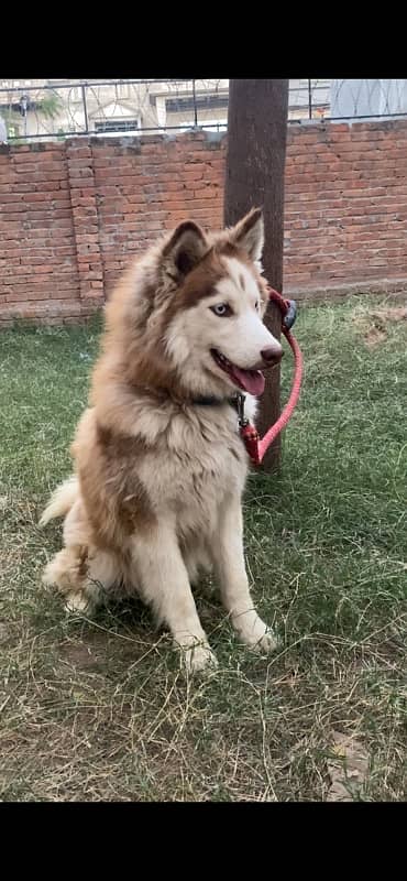 Siberian Husky Male Pup 3