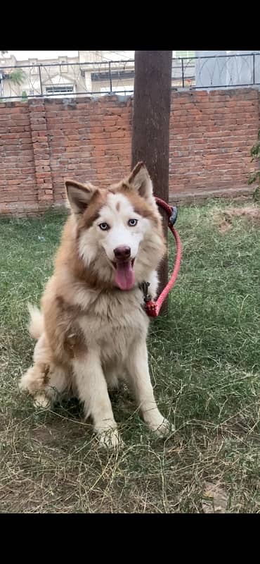 Siberian Husky Male Pup 5