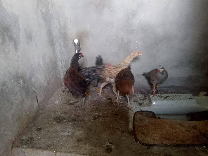 2 male 2 female 1 chackor breader 03104495075 1