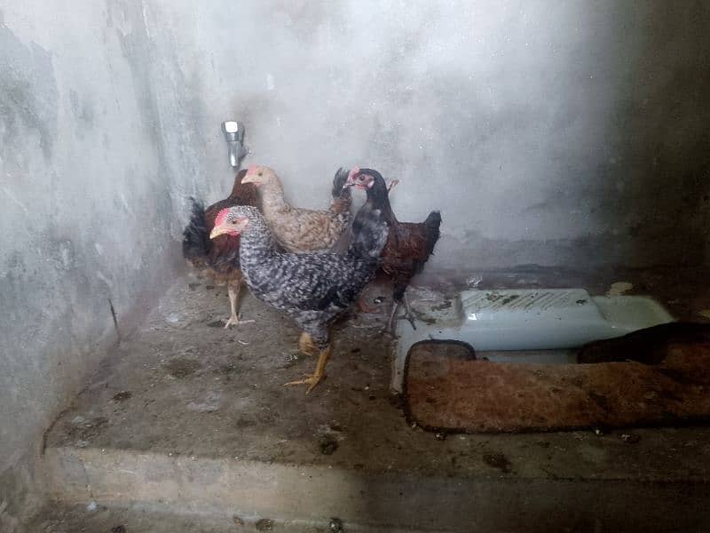 2 male 2 female 1 chackor breader 03104495075 2