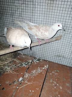 dove pair