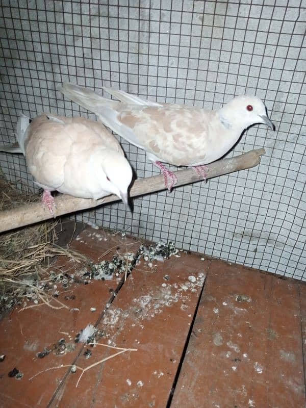 dove pair 0